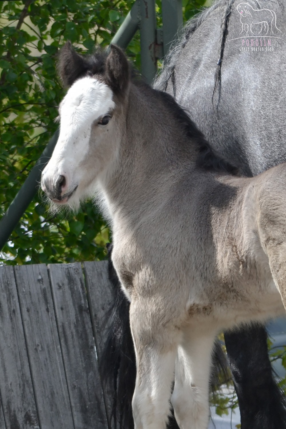 Black Roan Filly Gypsy Cob Foals